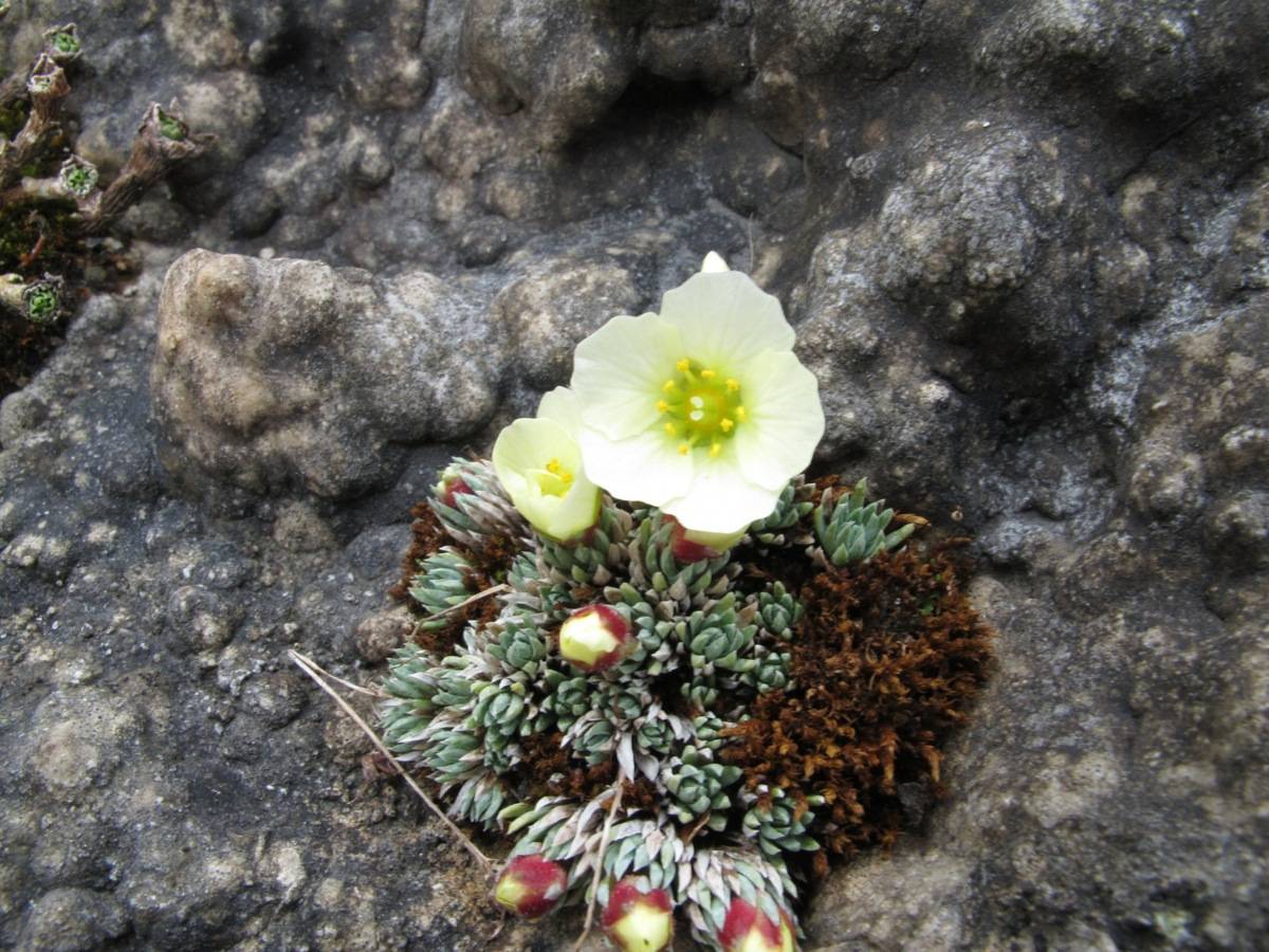 Saxifraga 'Radka'