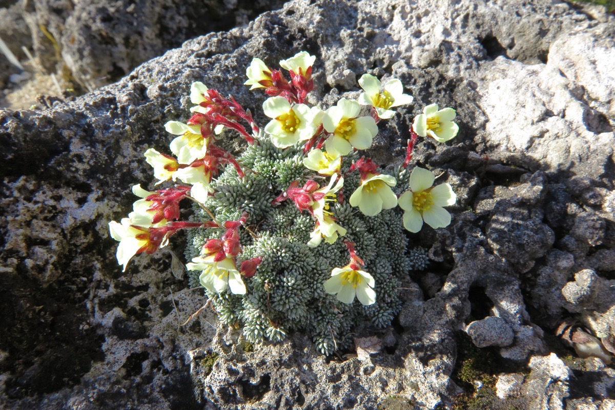 Saxifraga salome gbh