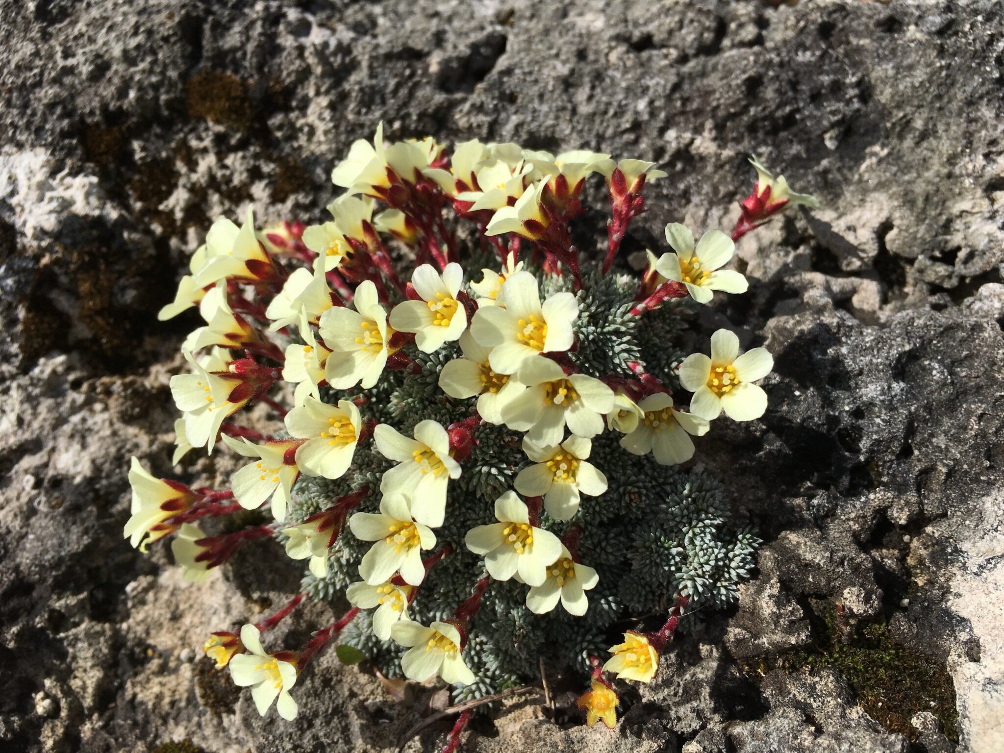 Saxifraga 'Salome'