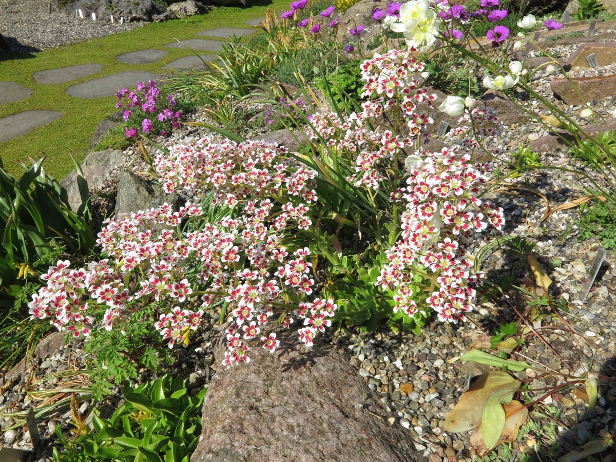 Saxifraga 'Southside Seedling'