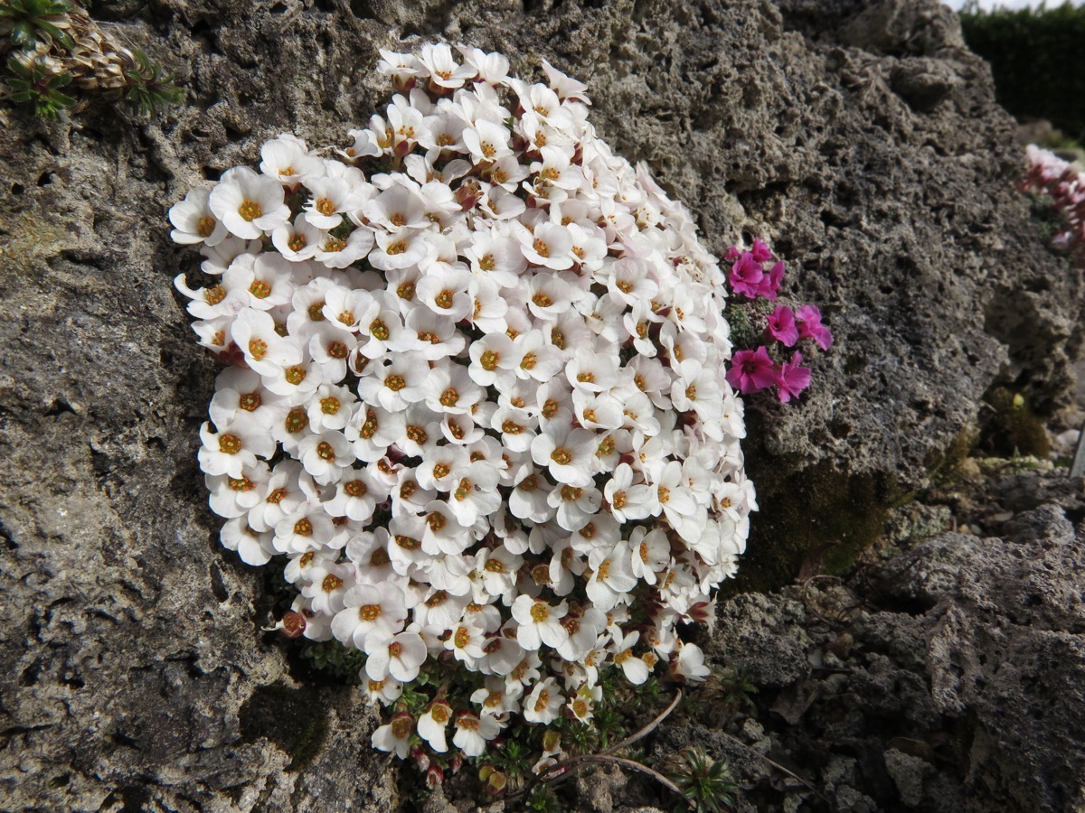 Saxifraga 'Tenerife'