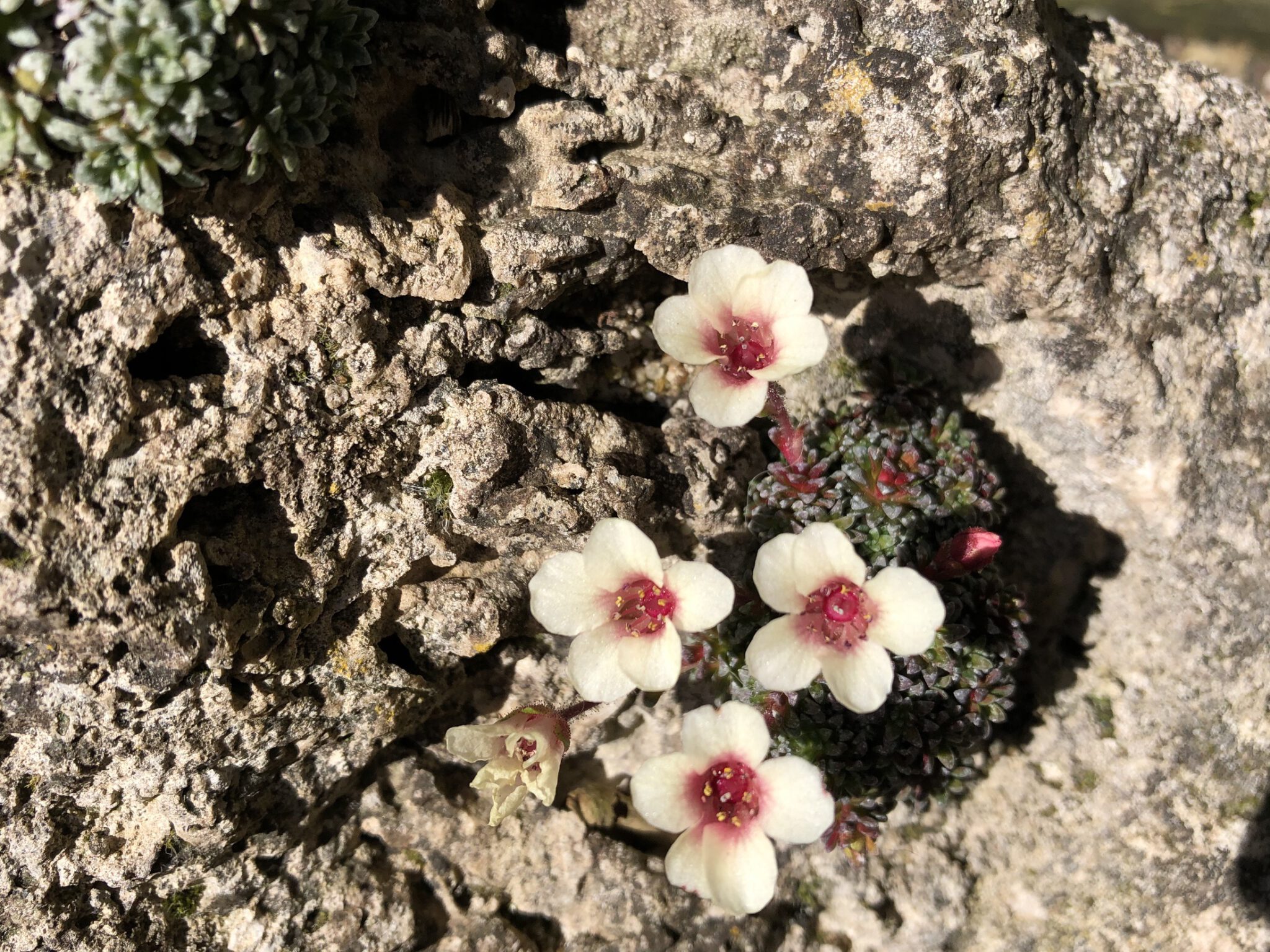 Saxifraga 'Tetin'