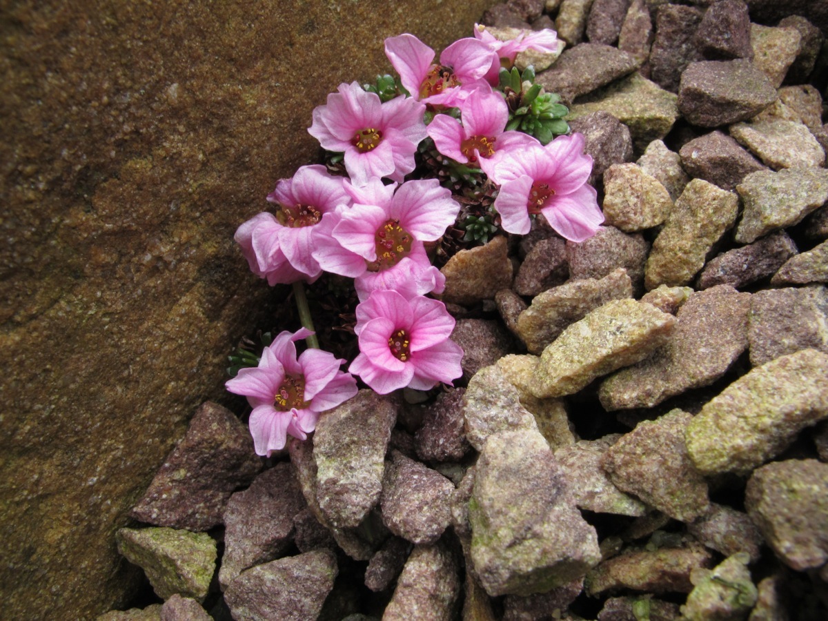 Saxifraga 'Tysoe Splendour'