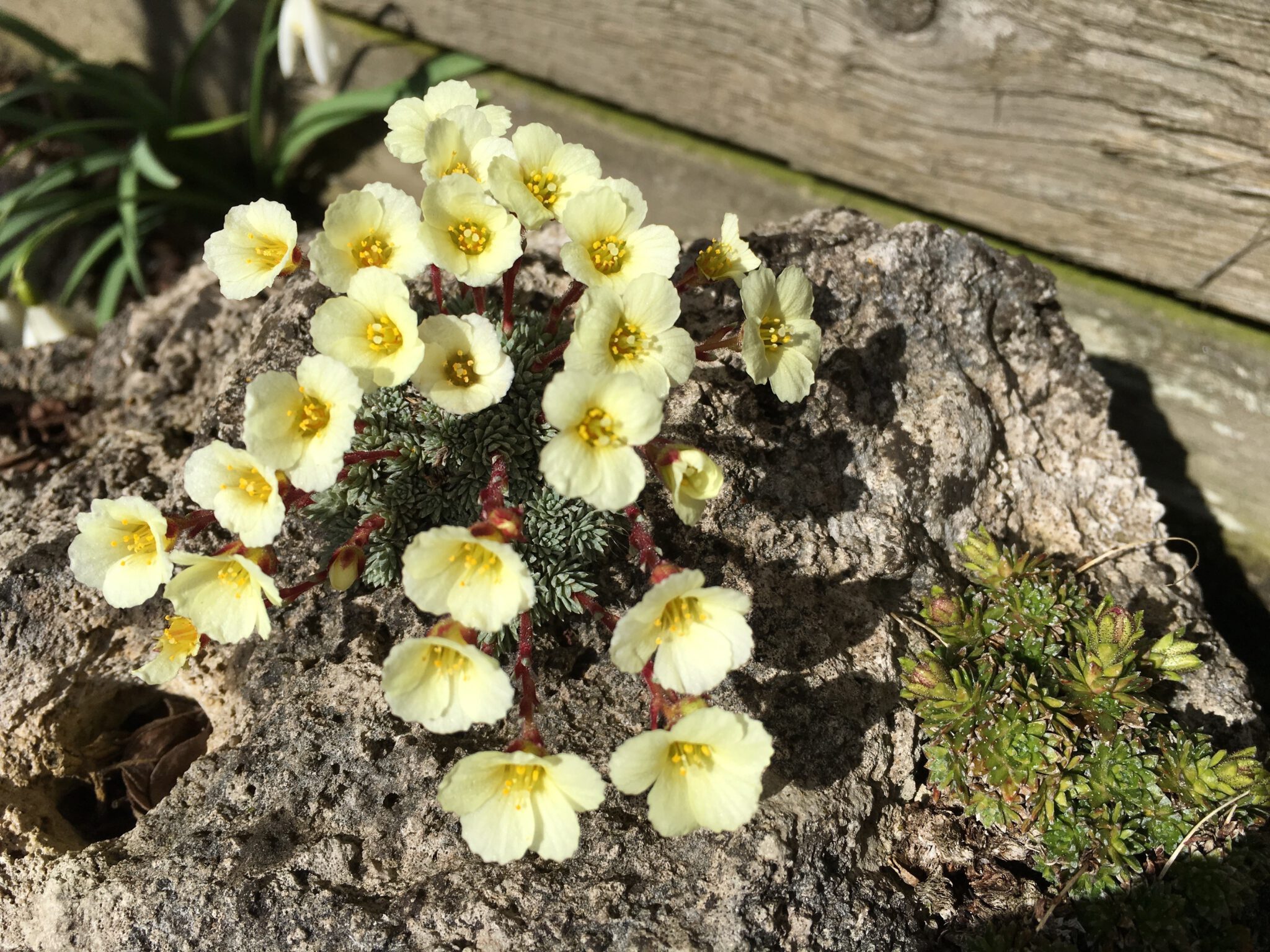 Saxifraga 'Tysoe'