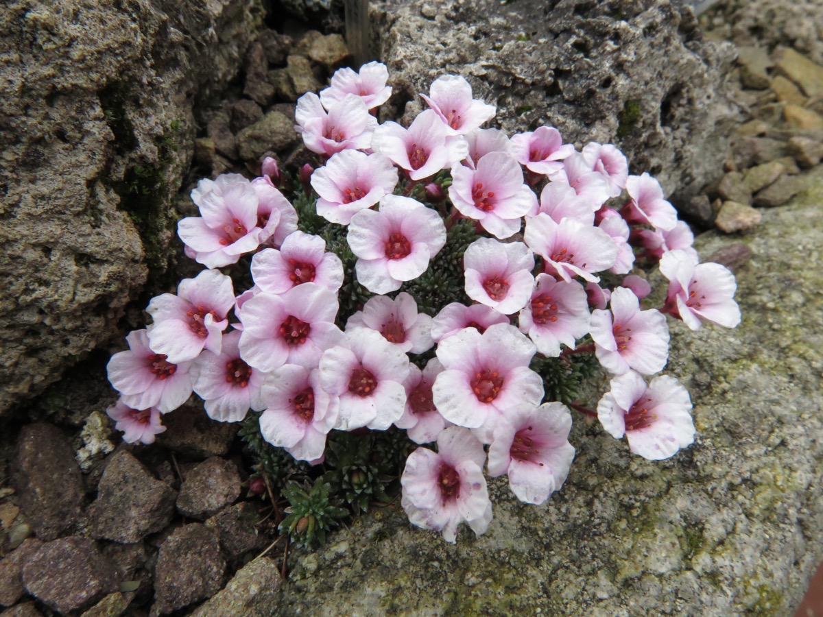 Saxifraga 'Vinohrady'