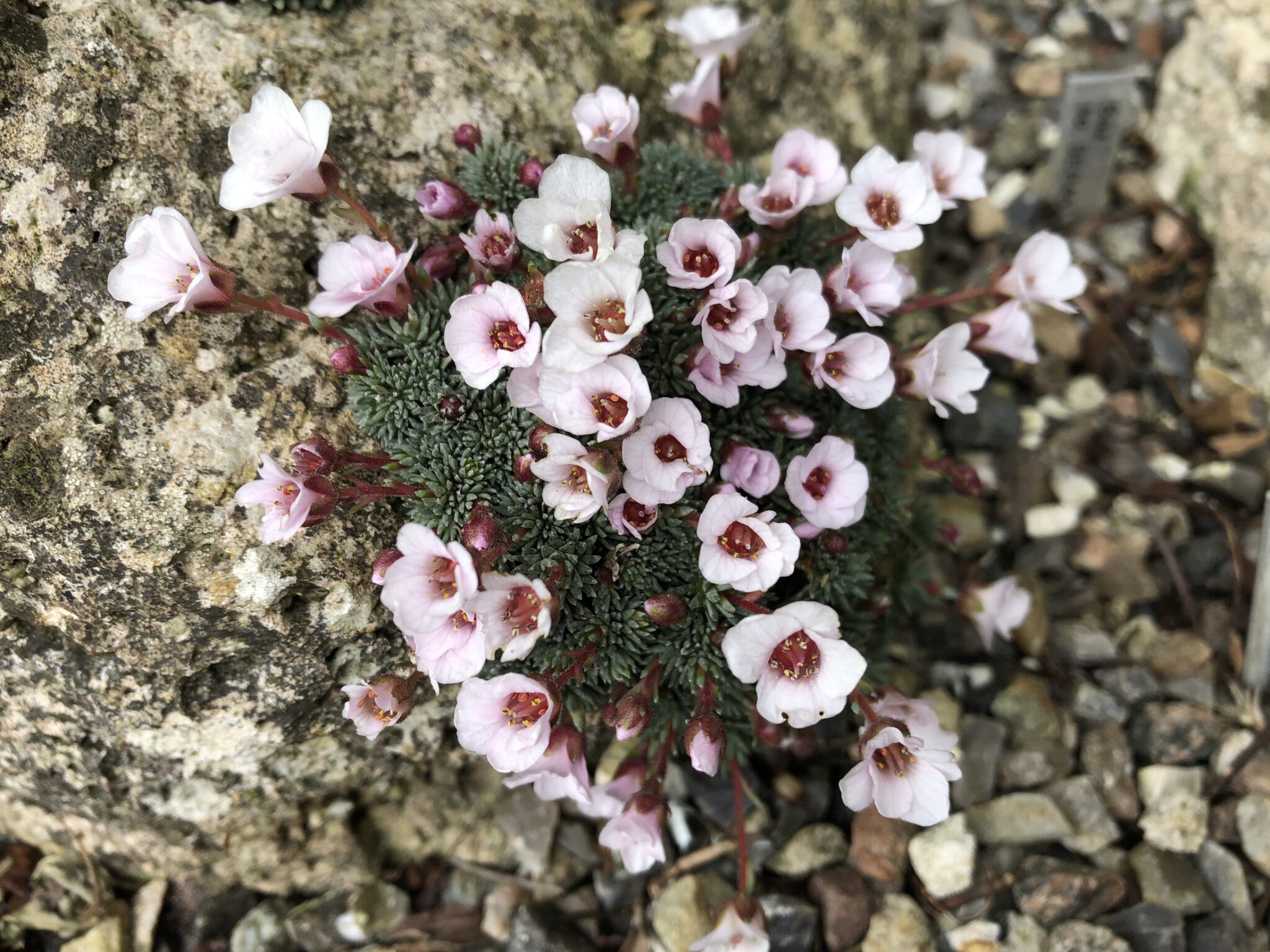 Saxifraga 'Walter Irving'