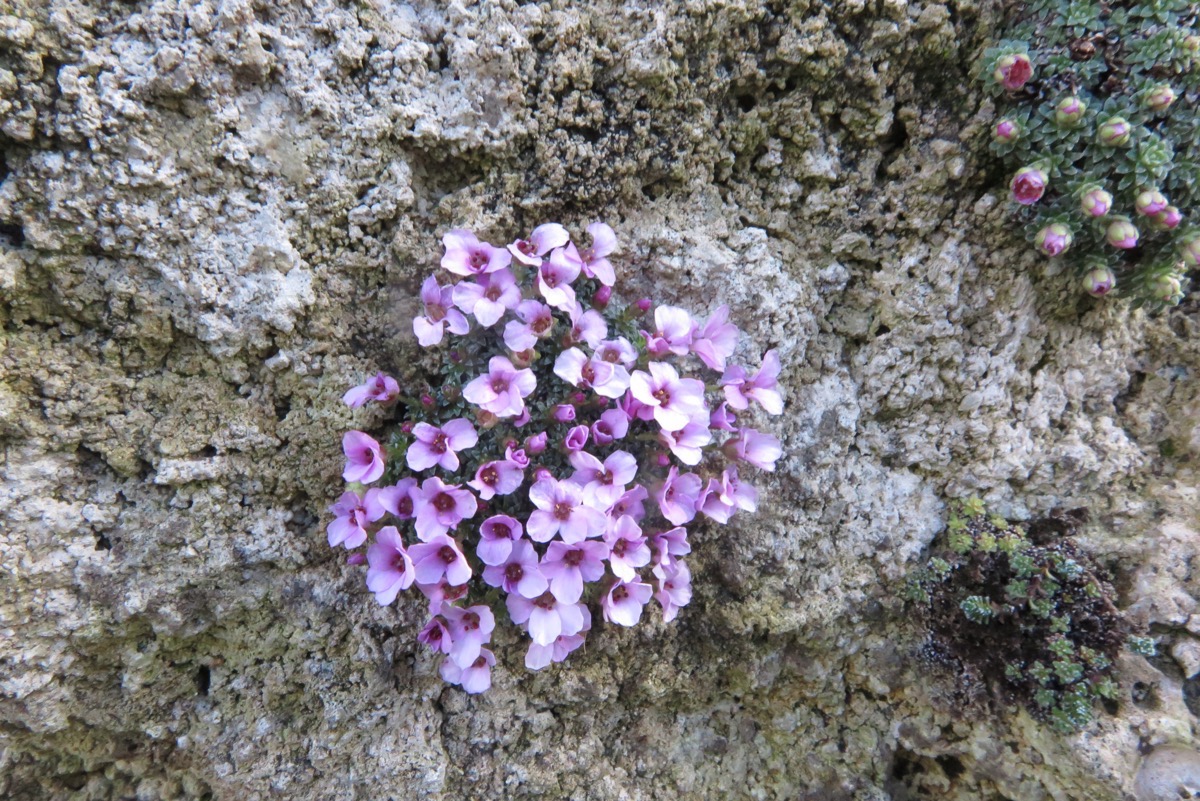 Saxifraga 'Winifred'