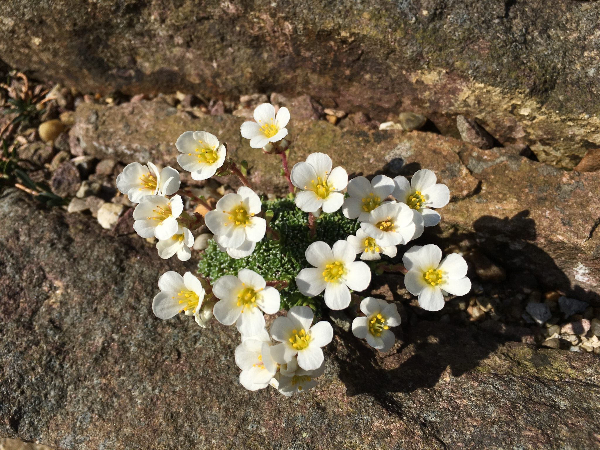 Saxifraga 'Wolfgang Strumps'