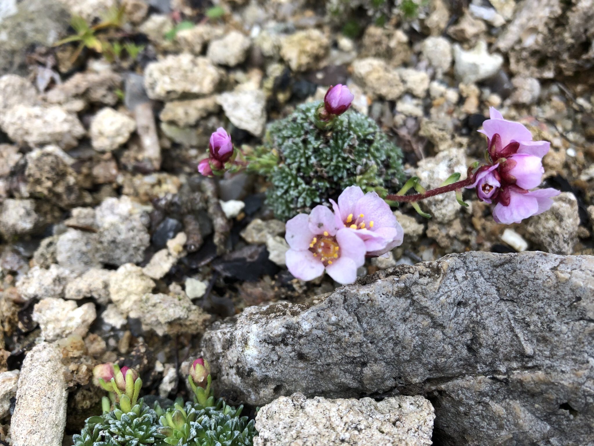 Saxifraga 'Zita Markova'