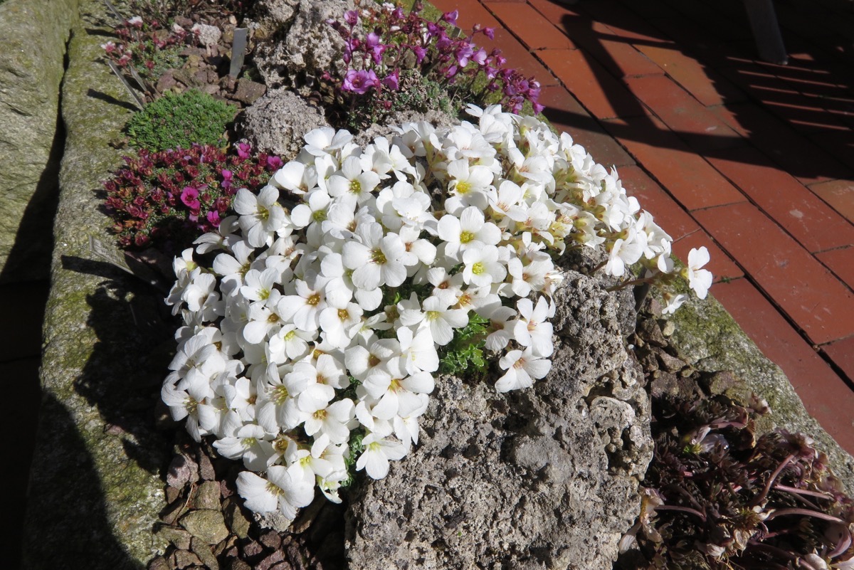 Saxifraga zlin