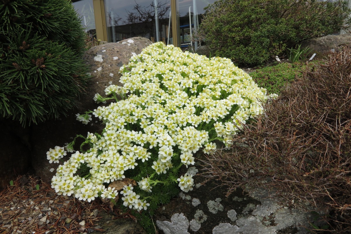 Saxifraga apiculata