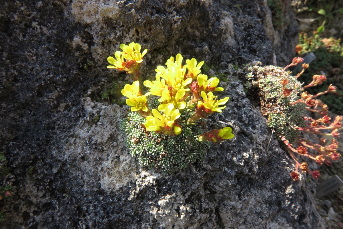 Saxifraga aretioides