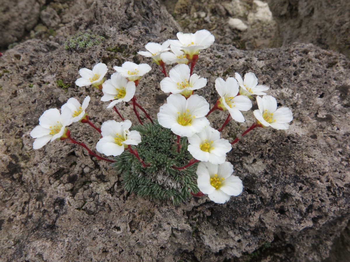 Saxifraga burseriana Gloria nov