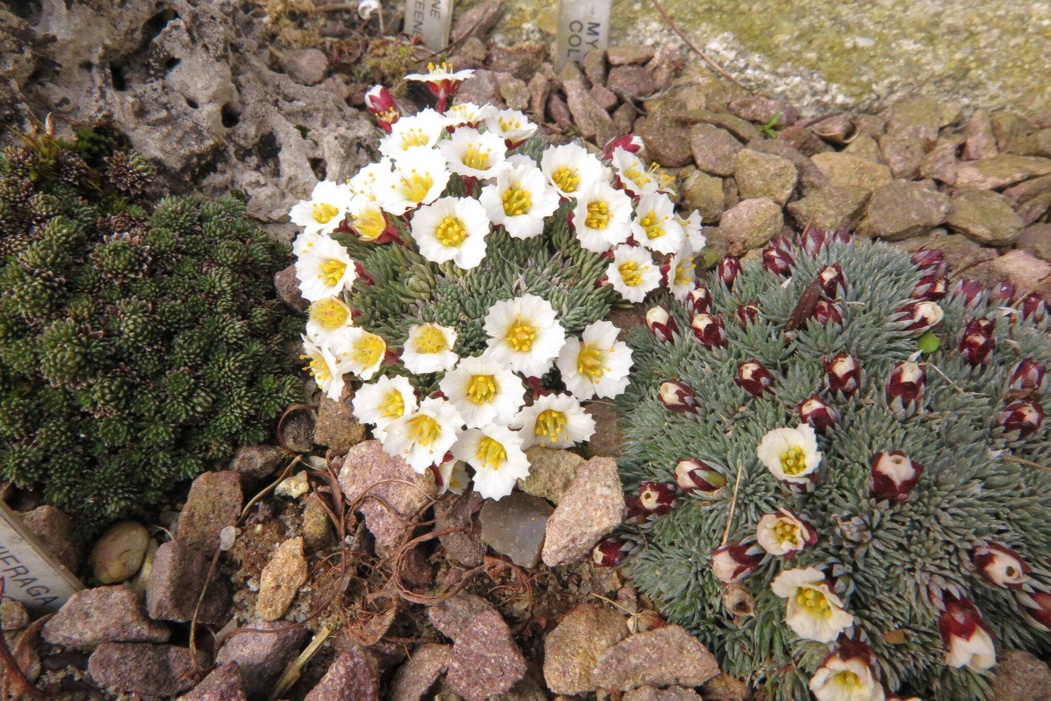 Saxifraga burseriana v burseriana