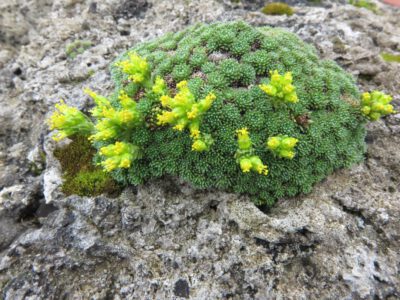 Saxifraga caucasica