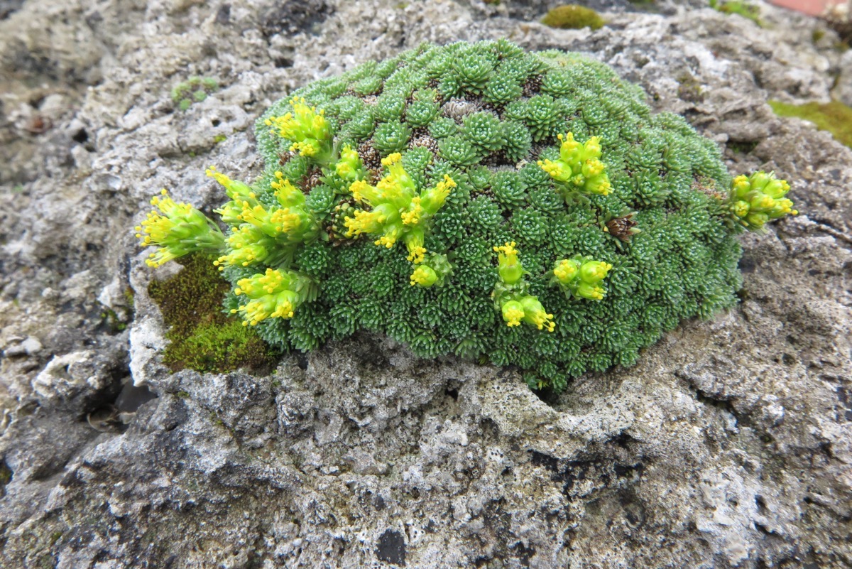 Saxifraga caucasica