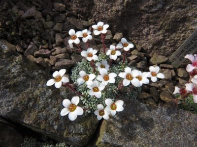 Saxifraga cinerea col Bhratang