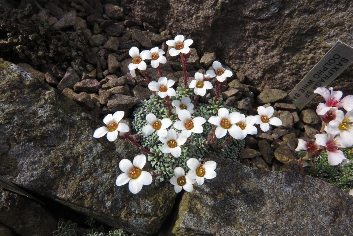 Saxifraga cinerea col Bhratang