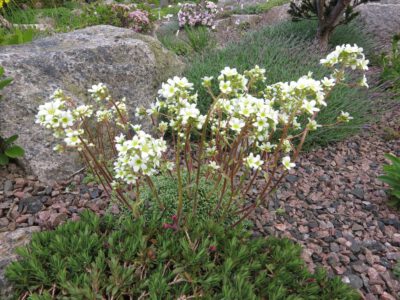 Saxifraga cochleariifolia