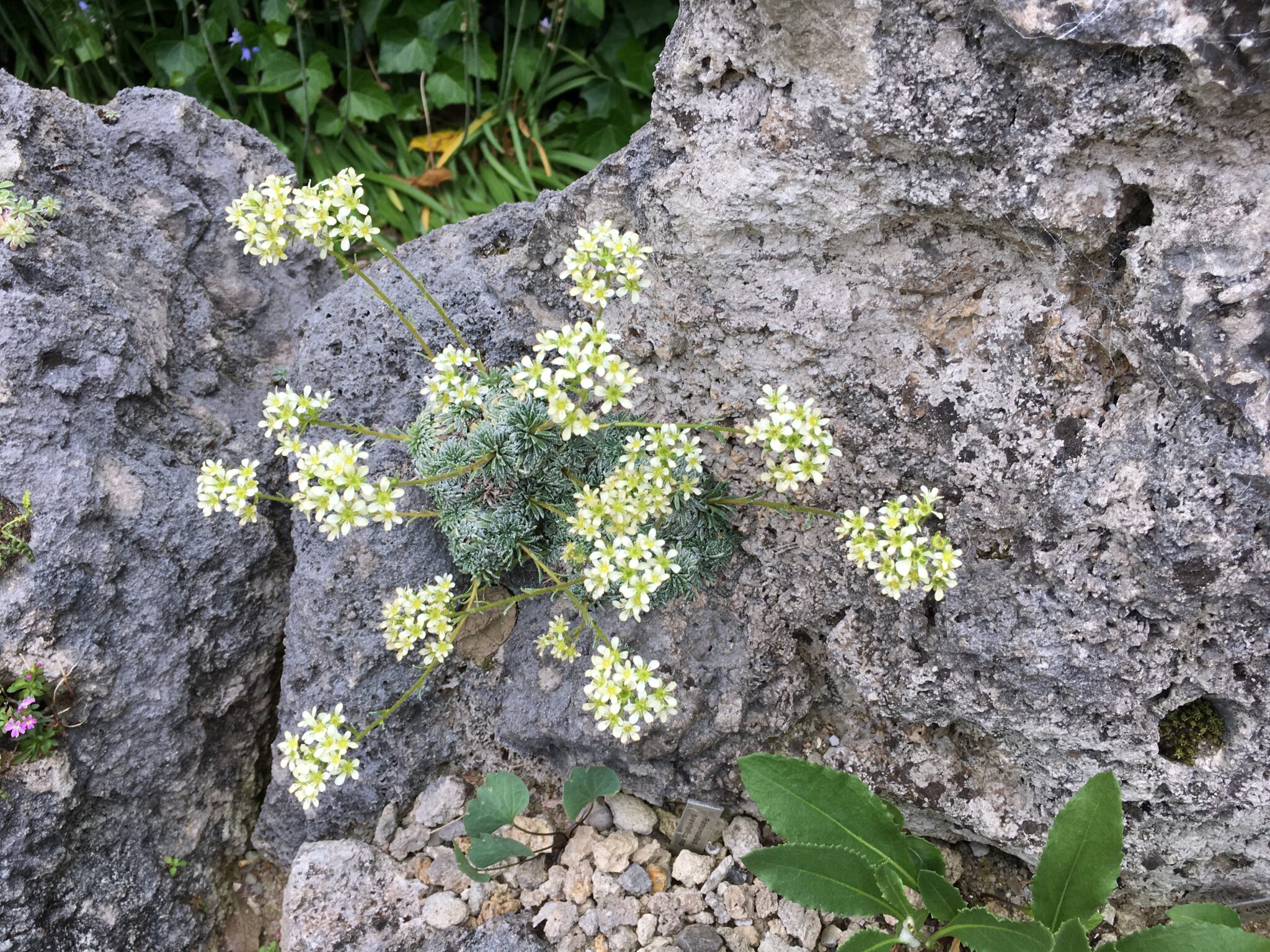 Saxifraga crustata