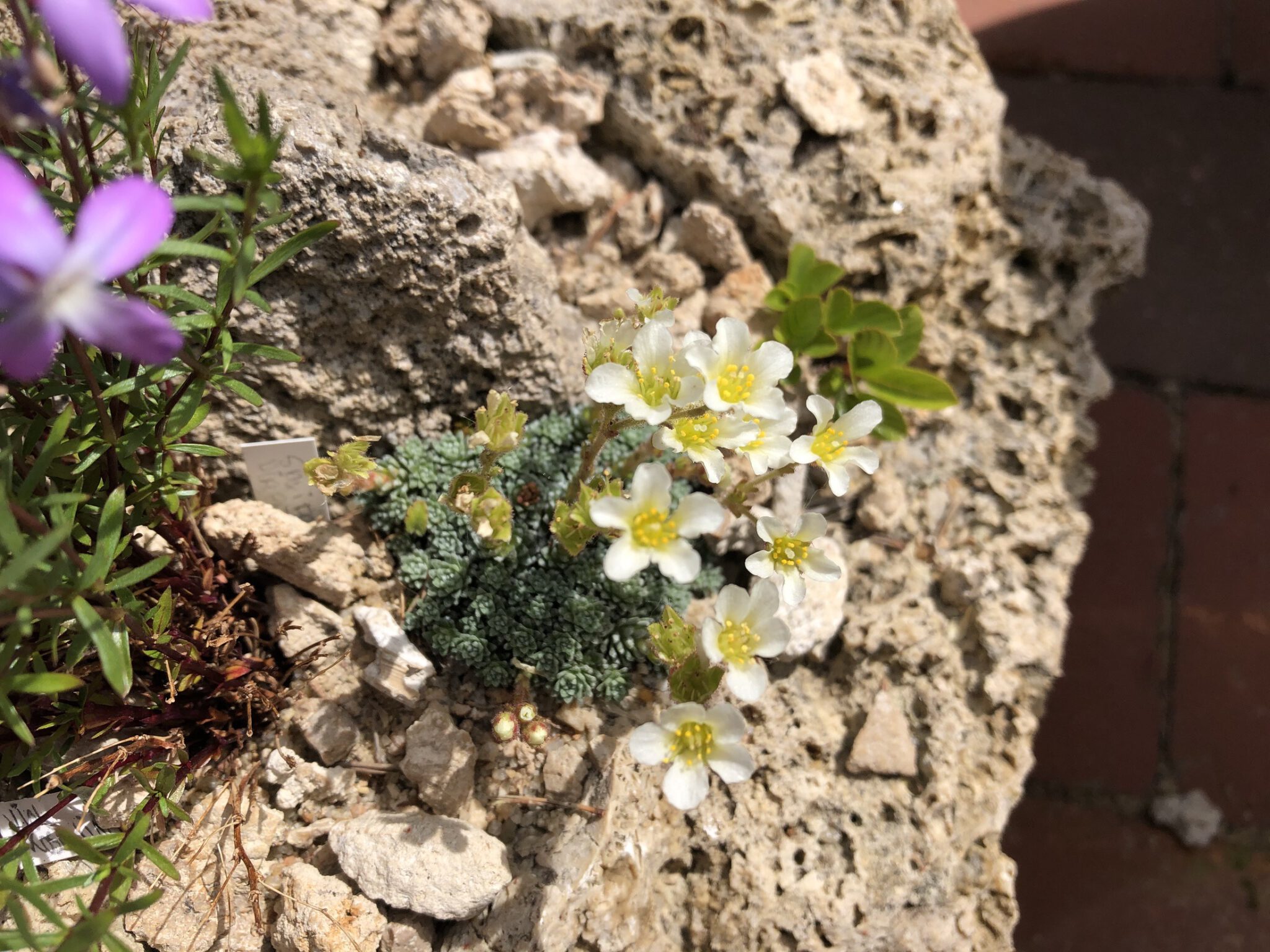 Saxifraga diapensoides