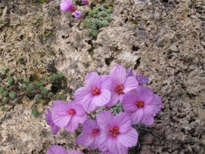 Saxifraga dinnikii 'Stasek'