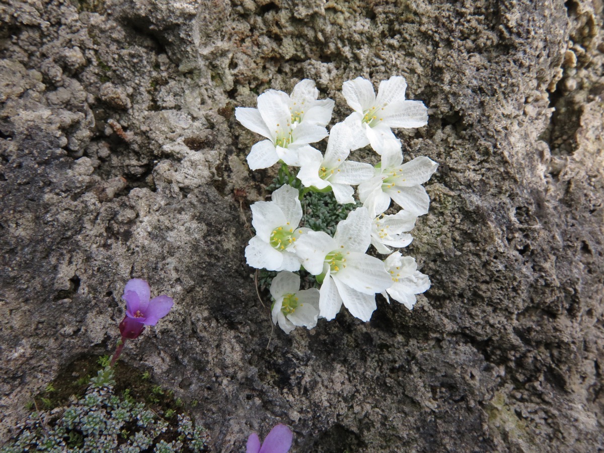 Saxifraga dinnikii alba