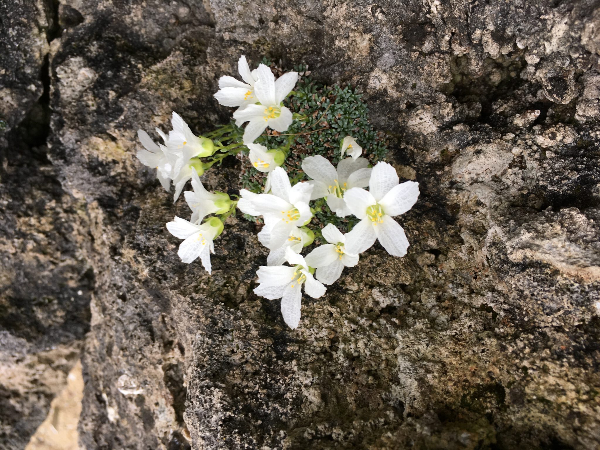 Saxifraga dinnikii alba