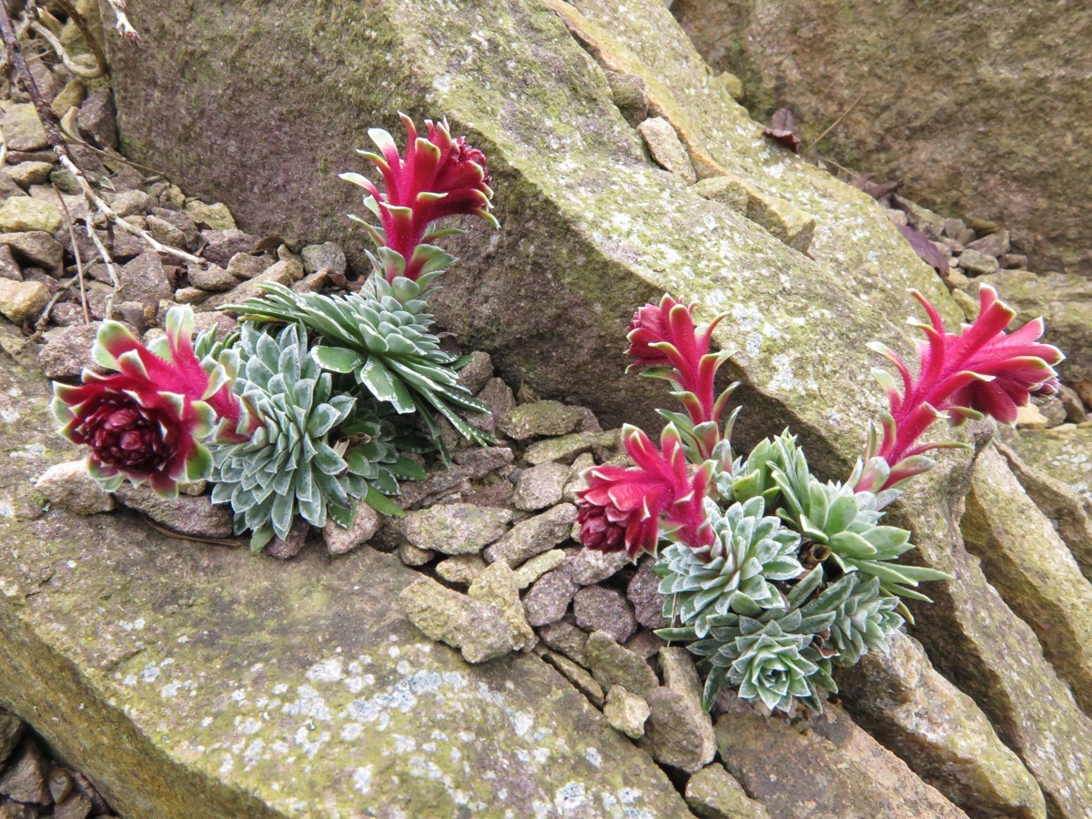 Saxifraga federico-augusti ssp grisebachii