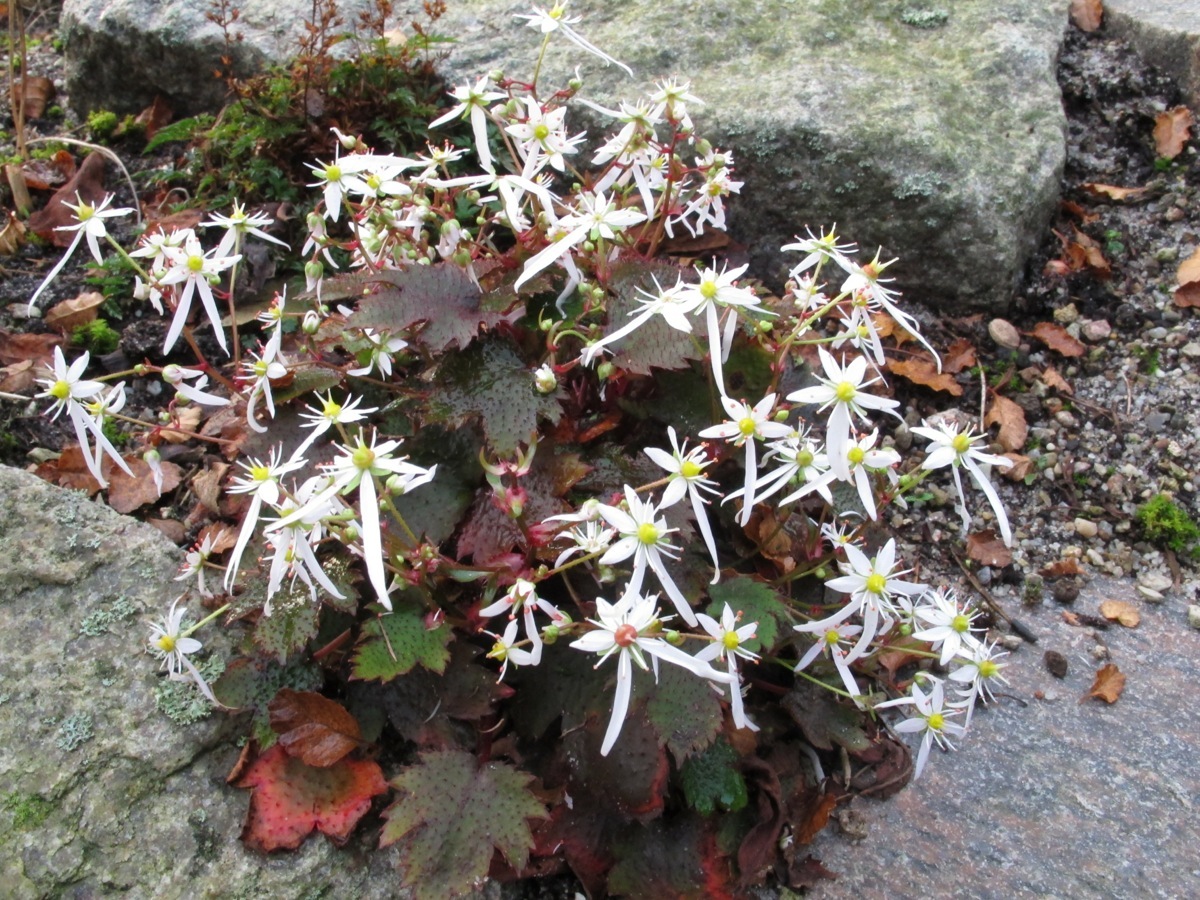 Saxifraga fortunei 'Mt. Nachi'