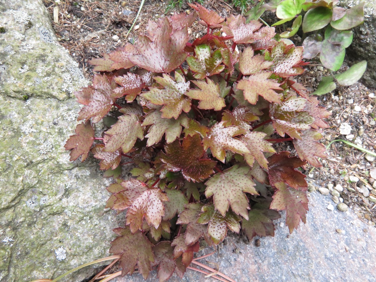 Saxifraga fortunei 'Mt. Nachi'