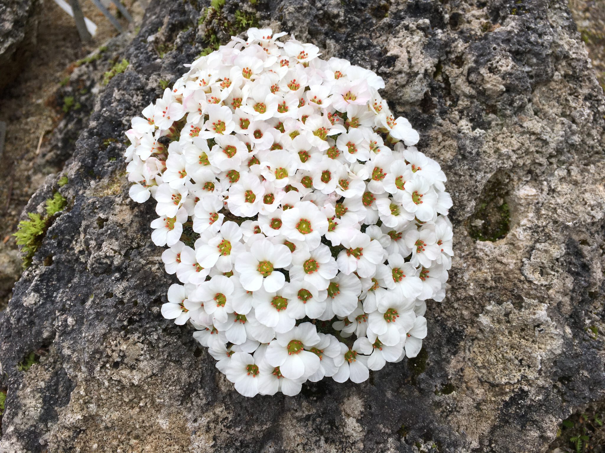 Saxifraga iranica 'Cumulus'