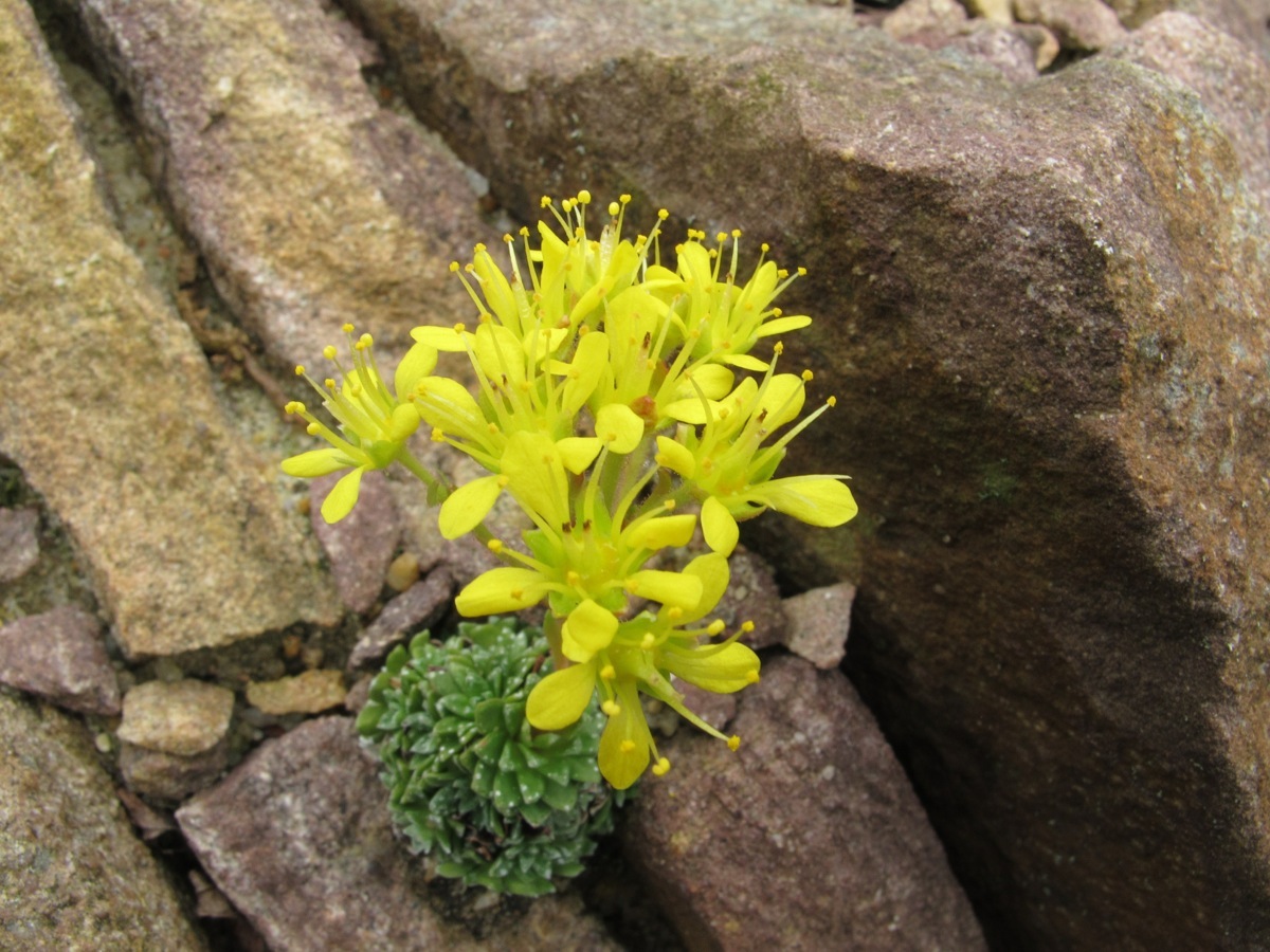 Saxifraga kotschyi Taurus