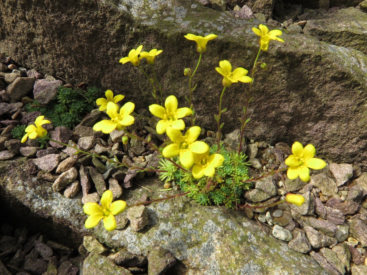 Saxifraga llonakensis