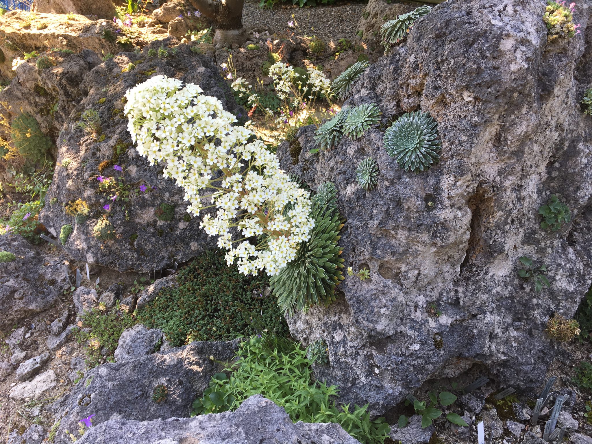 Saxifraga longifolia