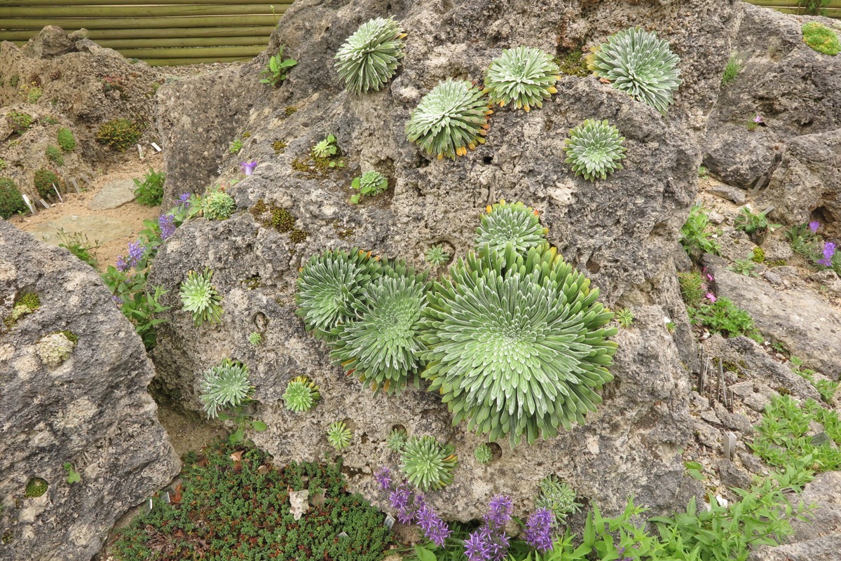 Saxifraga longifolia