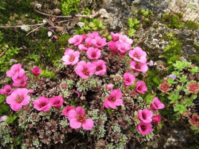 Saxifraga lowndesii