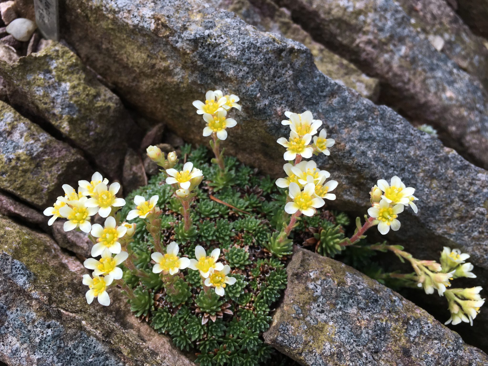 Saxifraga marginata f milica Monte Negro