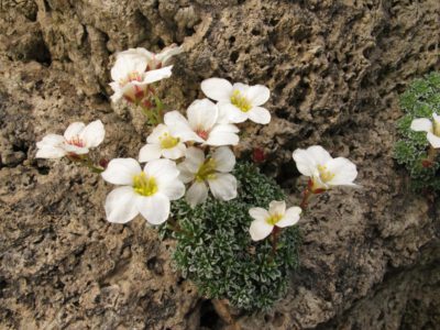 Saxifraga marginata ssp bubaki