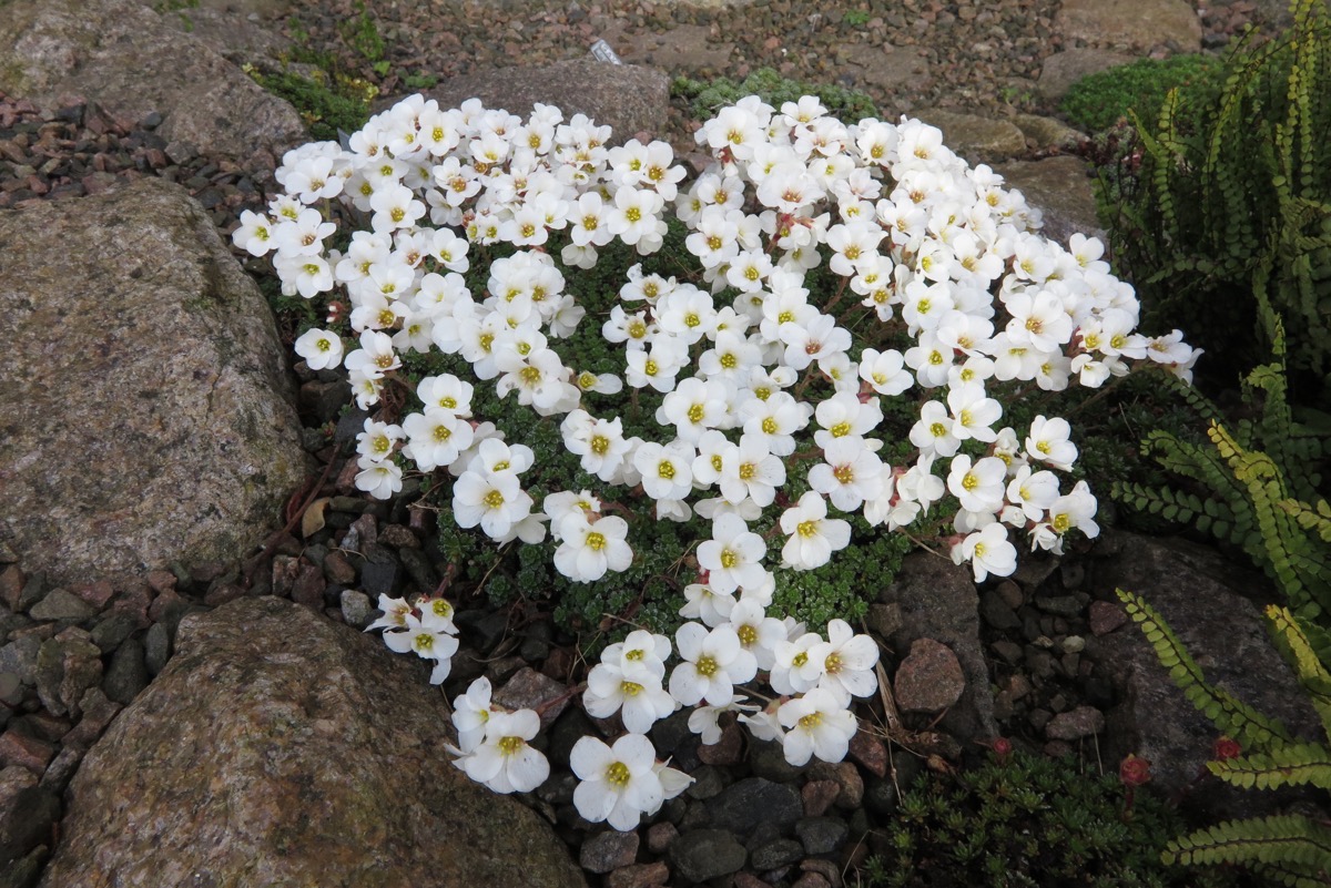 Saxifraga marginata v boryi