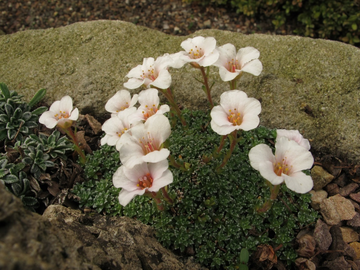 Saxifraga marginata v coriohylla minor