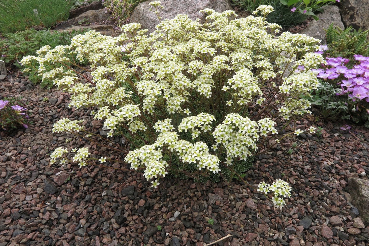 Saxifraga paniculata