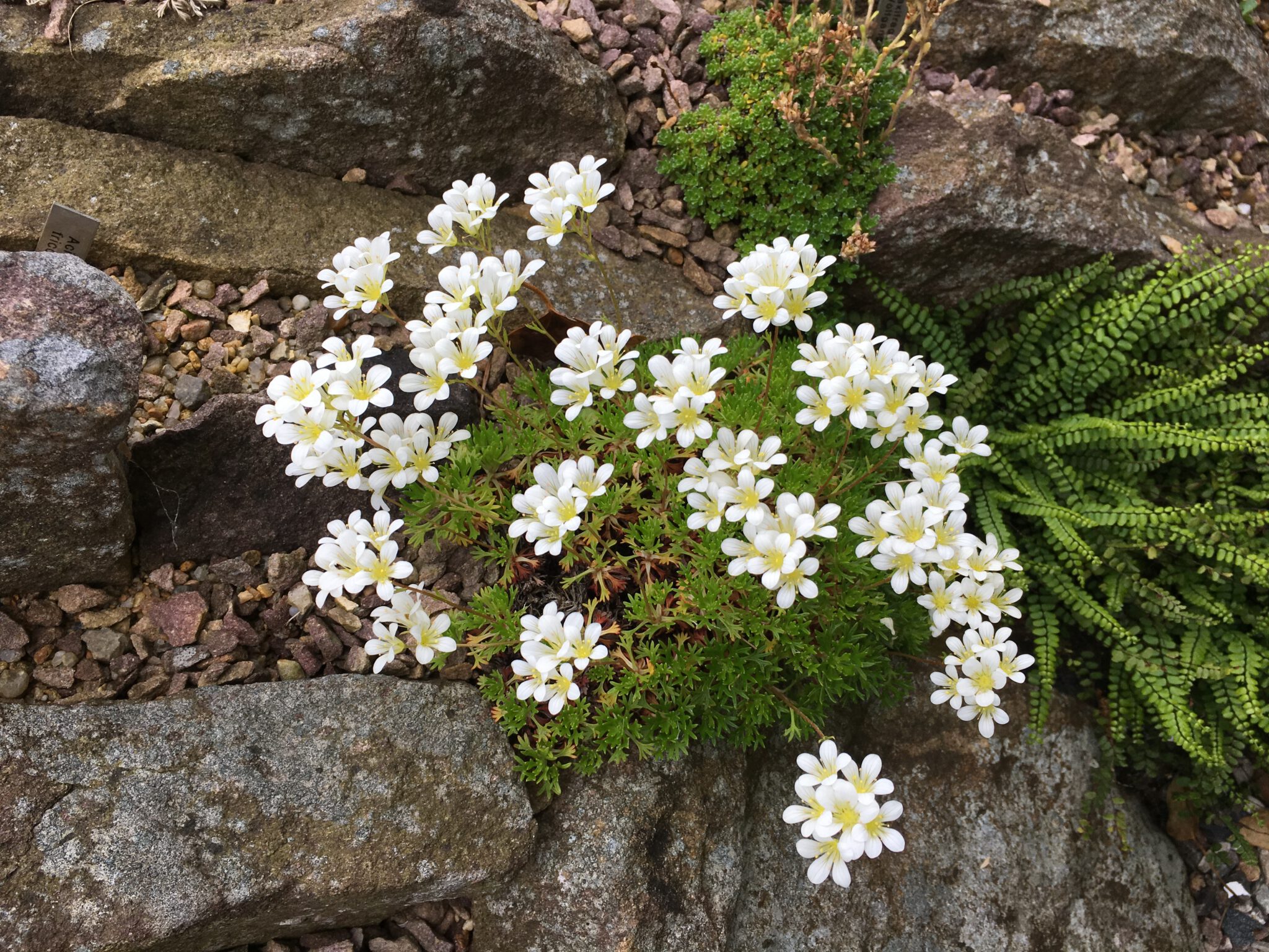 Saxifraga pentadactylis ssp willkommii