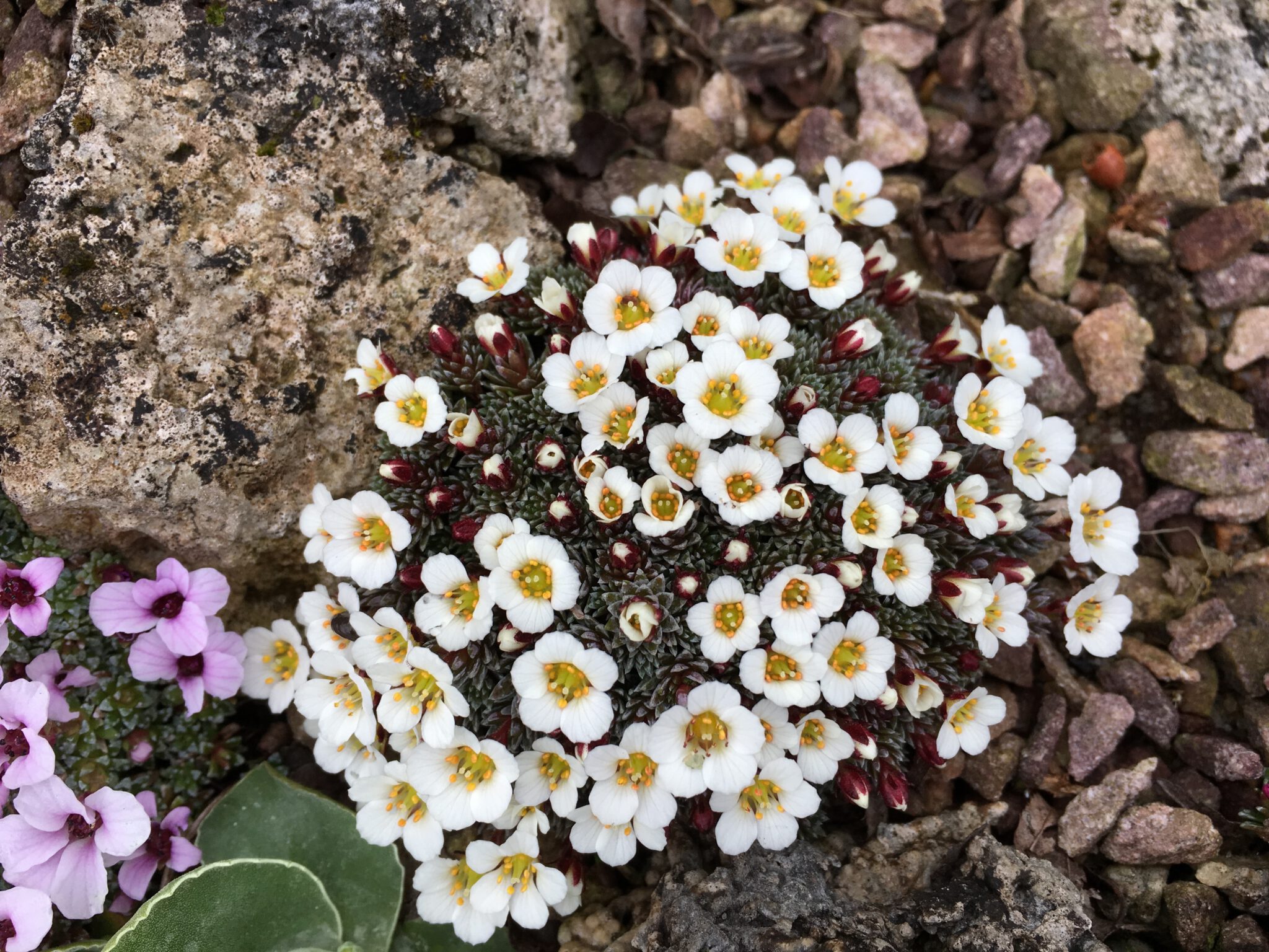 Saxifraga poluniana x burserriana