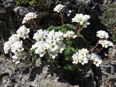 Saxifraga scardica mt o