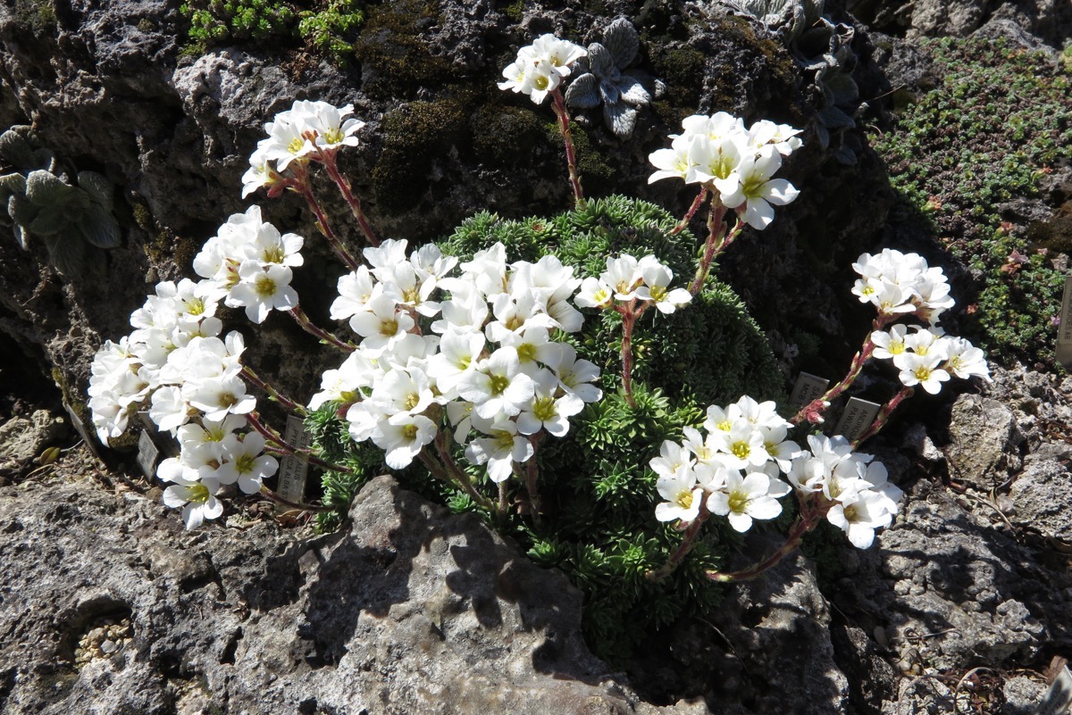 Saxifraga scardica mt o