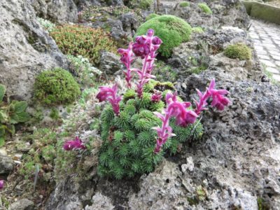 Saxifraga sempervivum