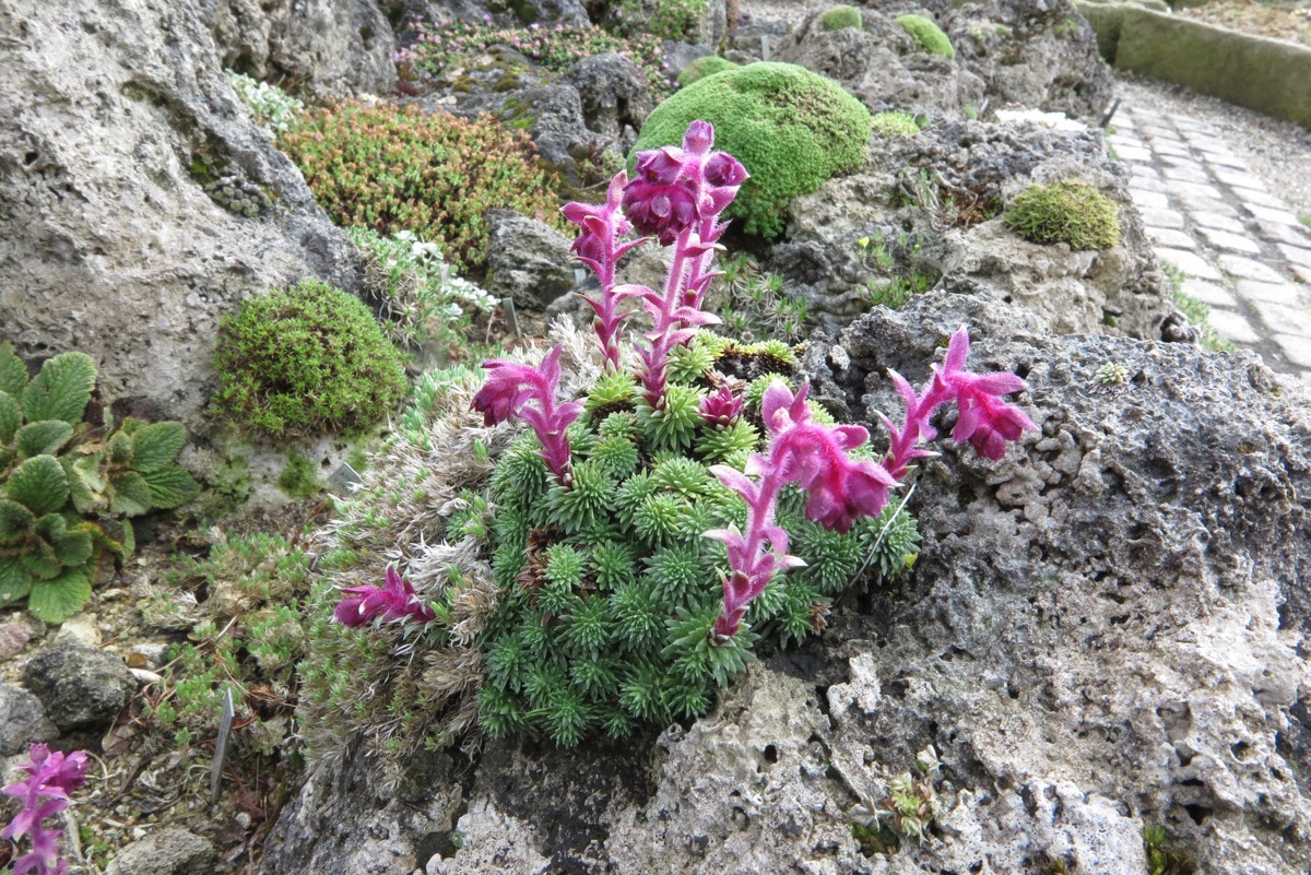 Saxifraga sempervivum