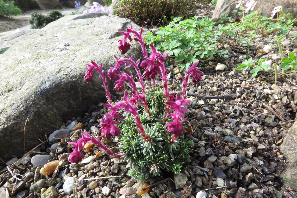 Saxifraga sempervivum v stenophylla