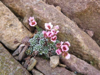 Saxifraga sp DEBU 01/12/32